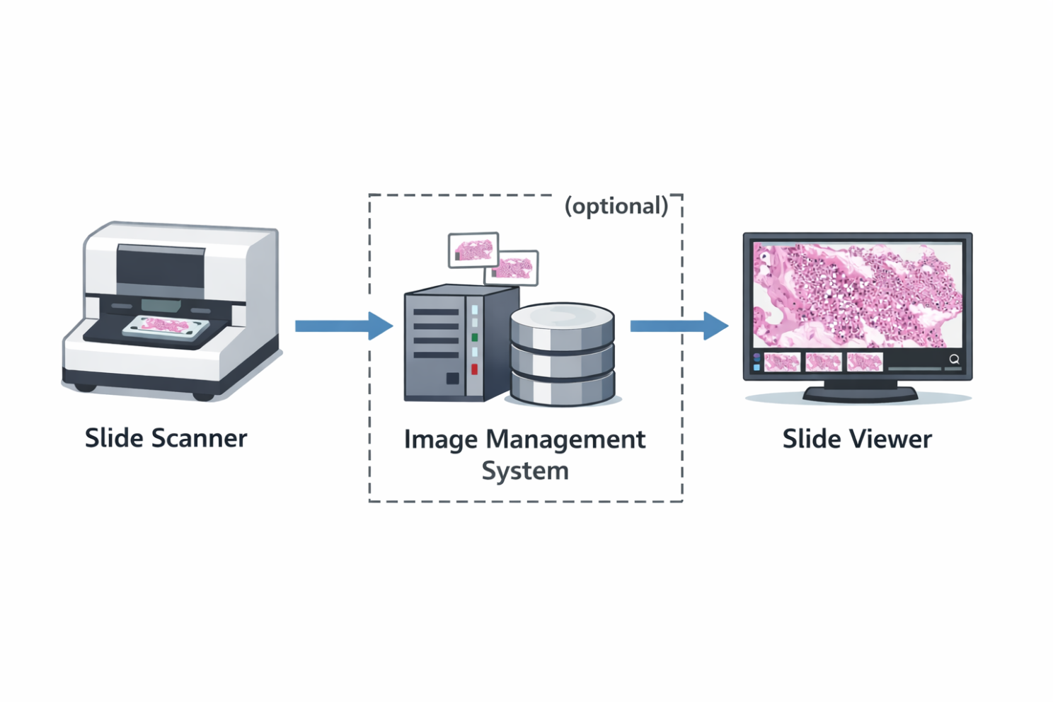 Ablauf digitaler Pathologie mit Scanner, Bildformaten und Viewer-Software